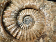 Load image into Gallery viewer, Huge Asteroceras stellare display ammonite fossil (342 mm)
