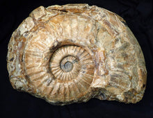 Load image into Gallery viewer, Huge Asteroceras stellare display ammonite fossil (342 mm)
