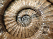 Load image into Gallery viewer, Huge Asteroceras stellare display ammonite fossil (342 mm)
