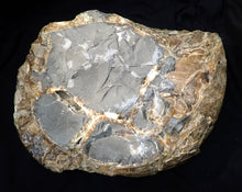 Load image into Gallery viewer, Huge Asteroceras stellare display ammonite fossil (342 mm)
