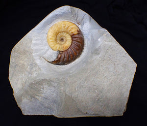 Asteroceras obtusum display ammonite fossil (82 mm)