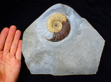 Load image into Gallery viewer, Asteroceras obtusum display ammonite fossil (82 mm)
