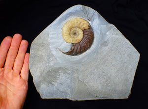 Asteroceras obtusum display ammonite fossil (82 mm)