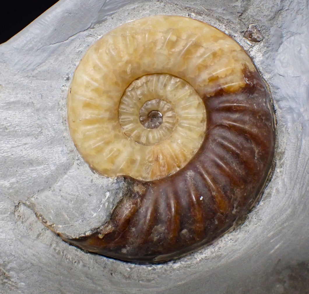 Asteroceras obtusum display ammonite fossil (82 mm)