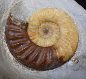 Asteroceras obtusum display ammonite fossil (82 mm)