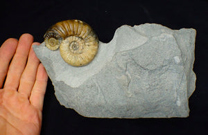 Asteroceras obtusum display ammonite fossil (70 mm)