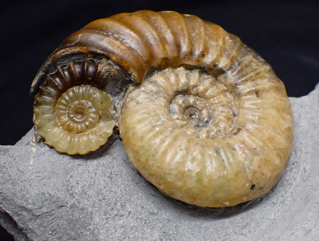 Asteroceras obtusum display ammonite fossil (70 mm)