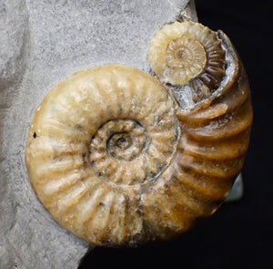 Asteroceras obtusum display ammonite fossil (70 mm)