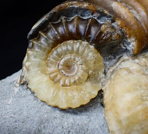 Asteroceras obtusum display ammonite fossil (70 mm)