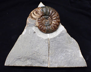 Unusual distorted Asteroceras obtusum display ammonite fossil (75 mm)