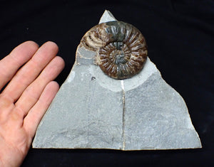 Unusual distorted Asteroceras obtusum display ammonite fossil (75 mm)