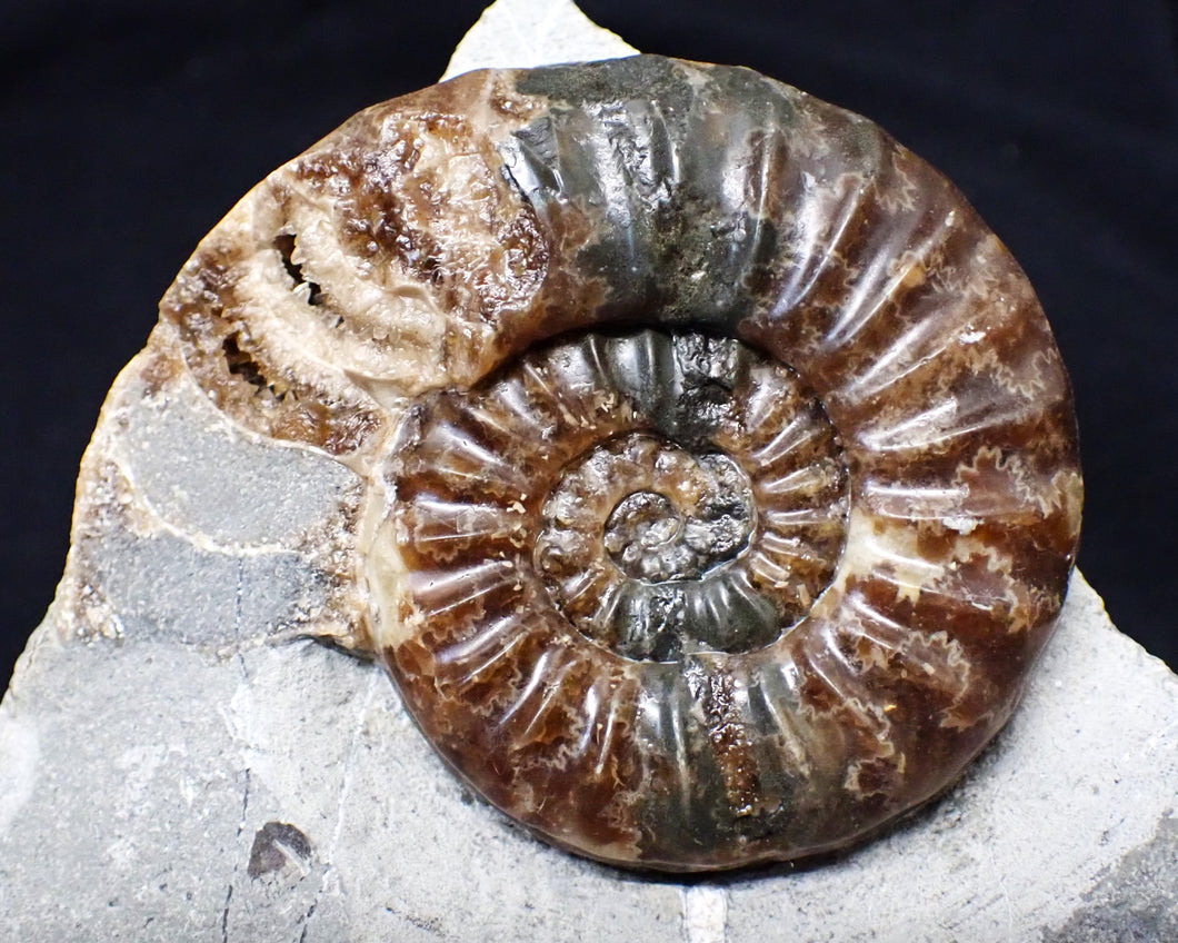 Unusual distorted Asteroceras obtusum display ammonite fossil (75 mm)