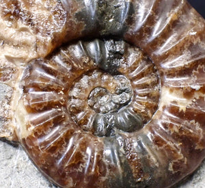 Unusual distorted Asteroceras obtusum display ammonite fossil (75 mm)