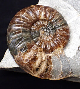Unusual distorted Asteroceras obtusum display ammonite fossil (75 mm)
