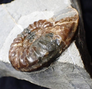 Unusual distorted Asteroceras obtusum display ammonite fossil (75 mm)