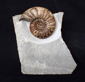 Asteroceras obtusum display ammonite fossil (76 mm)