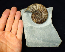 Load image into Gallery viewer, Asteroceras obtusum display ammonite fossil (76 mm)
