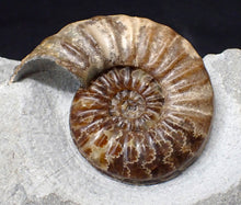 Load image into Gallery viewer, Asteroceras obtusum display ammonite fossil (76 mm)
