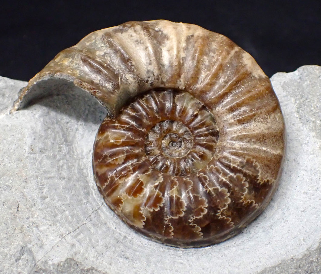 Asteroceras obtusum display ammonite fossil (76 mm)
