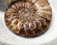 Load image into Gallery viewer, Asteroceras obtusum display ammonite fossil (76 mm)
