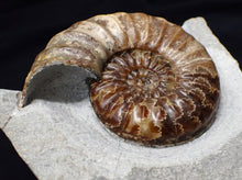 Load image into Gallery viewer, Asteroceras obtusum display ammonite fossil (76 mm)
