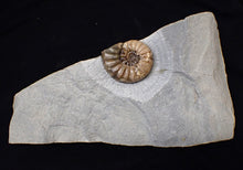 Load image into Gallery viewer, Colourful Asteroceras obtusum display ammonite fossil (58 mm)
