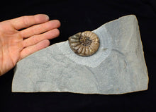 Load image into Gallery viewer, Colourful Asteroceras obtusum display ammonite fossil (58 mm)
