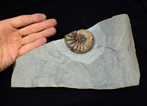 Colourful Asteroceras obtusum display ammonite fossil (58 mm)