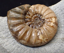 Load image into Gallery viewer, Colourful Asteroceras obtusum display ammonite fossil (58 mm)
