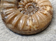Load image into Gallery viewer, Colourful Asteroceras obtusum display ammonite fossil (58 mm)
