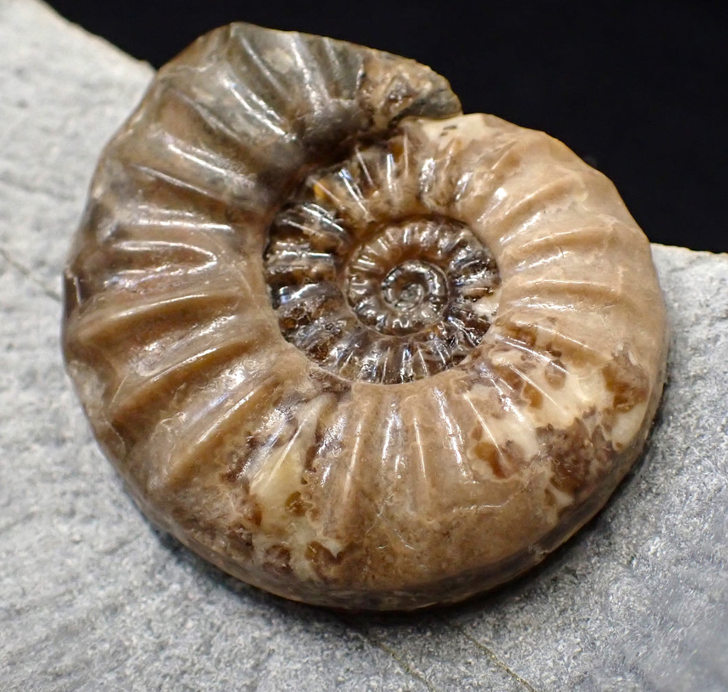 Colourful Asteroceras obtusum display ammonite fossil (58 mm)
