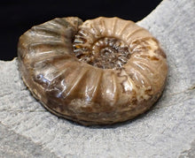 Load image into Gallery viewer, Colourful Asteroceras obtusum display ammonite fossil (58 mm)
