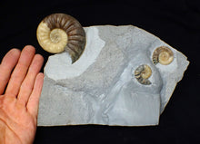Load image into Gallery viewer, Asteroceras obtusum display multi-ammonite fossil (76 mm)
