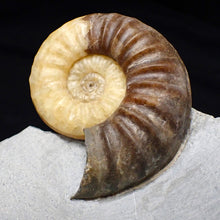 Load image into Gallery viewer, Asteroceras obtusum display multi-ammonite fossil (76 mm)

