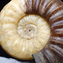 Load image into Gallery viewer, Asteroceras obtusum display multi-ammonite fossil (76 mm)
