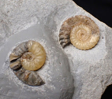 Load image into Gallery viewer, Asteroceras obtusum display multi-ammonite fossil (76 mm)
