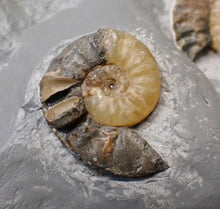 Load image into Gallery viewer, Asteroceras obtusum display multi-ammonite fossil (76 mm)
