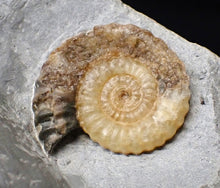 Load image into Gallery viewer, Asteroceras obtusum display multi-ammonite fossil (76 mm)
