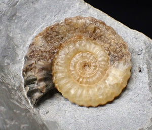 Asteroceras obtusum display multi-ammonite fossil (76 mm)