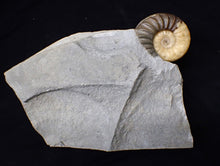 Load image into Gallery viewer, Asteroceras obtusum display multi-ammonite fossil (76 mm)

