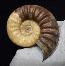 Load image into Gallery viewer, Asteroceras obtusum display multi-ammonite fossil (76 mm)
