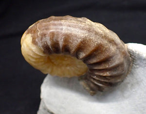 Asteroceras obtusum display multi-ammonite fossil (76 mm)