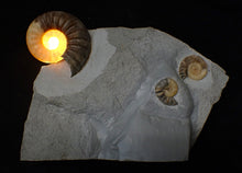 Load image into Gallery viewer, Asteroceras obtusum display multi-ammonite fossil (76 mm)
