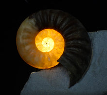 Load image into Gallery viewer, Asteroceras obtusum display multi-ammonite fossil (76 mm)
