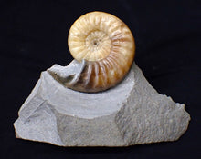 Load image into Gallery viewer, Colourful Asteroceras obtusum display ammonite fossil (70 mm)
