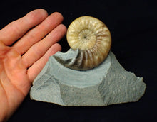 Load image into Gallery viewer, Colourful Asteroceras obtusum display ammonite fossil (70 mm)

