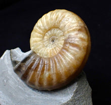 Load image into Gallery viewer, Colourful Asteroceras obtusum display ammonite fossil (70 mm)
