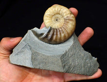 Load image into Gallery viewer, Colourful Asteroceras obtusum display ammonite fossil (70 mm)
