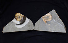 Load image into Gallery viewer, &quot;Popped&quot; Asteroceras obtusum ammonite fossil (68 mm)
