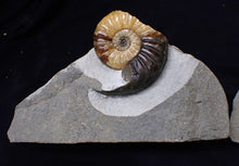 Load image into Gallery viewer, &quot;Popped&quot; Asteroceras obtusum ammonite fossil (68 mm)
